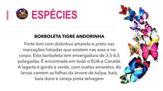 ESPÉCIES
BORBOLETA TIGRE ANDORINHA
Forte tom com distintivo amarelo e preto nas
marcações listradas que existem nas asas e no
corpo. Esta borboleta tem envergadura de 3,5-6,5
polegadas. É encontrada em todo o EUA e Canadá.
A lagarta é gorda e verde, com ocelos amarelos. As
larvas comem as folhas da árvore de tulipa, baía,
baía doce e cereja preta selvagem
 