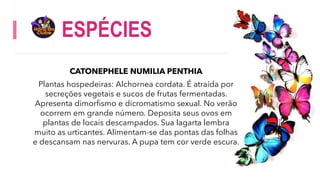 ESPÉCIES
CATONEPHELE NUMILIA PENTHIA
Plantas hospedeiras: Alchornea cordata. É atraída por
secreções vegetais e sucos de frutas fermentadas.
Apresenta dimorfismo e dicromatismo sexual. No verão
ocorrem em grande número. Deposita seus ovos em
plantas de locais descampados. Sua lagarta lembra
muito as urticantes. Alimentam-se das pontas das folhas
e descansam nas nervuras. A pupa tem cor verde escura.
 