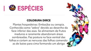 ESPÉCIES
COLOBURA DIRCE
Plantas hospedeiras: Embaúba ou ceropia.
Conhecida como “zebra” devido ao desenho da
face inferior das asas. Se alimentam de frutos
maduros e raramente abandonam áreas
sombreadas. Faz postura na face ventral das
folhas e cortam as nervuras das folhas comendo-
as de baixo para cima formando um abrigo
 