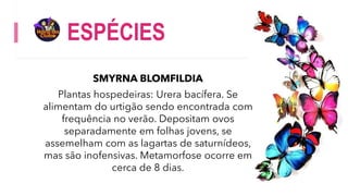 ESPÉCIES
SMYRNA BLOMFILDIA
Plantas hospedeiras: Urera bacífera. Se
alimentam do urtigão sendo encontrada com
frequência no verão. Depositam ovos
separadamente em folhas jovens, se
assemelham com as lagartas de saturnídeos,
mas são inofensivas. Metamorfose ocorre em
cerca de 8 dias.
 