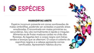ESPÉCIES
HAMADRYAS ARETE
Espécie incomum presente em zonas sombreadas de
matas ombrófilas, podendo ser avistadas cruzando áreas
ensolaradas. É encontrada em matas primárias ou
secundárias. Seu vôo normalmente é rápido e irregular.
Alimenta-se de frutas maduras caídas no chão das
florestas. As lagartas tem o corpo negro com listras
verdes e laranjas que se alternam. O corpo é coberto de
espinhos negros e a cabeça apresenta cornos
ramificados. Apresentam hábitos diurno
 