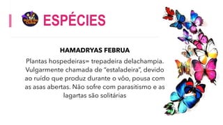 ESPÉCIES
HAMADRYAS FEBRUA
Plantas hospedeiras= trepadeira delachampia.
Vulgarmente chamada de “estaladeira”, devido
ao ruído que produz durante o vôo, pousa com
as asas abertas. Não sofre com parasitismo e as
lagartas são solitárias
 