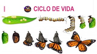 CICLO DE VIDA
 