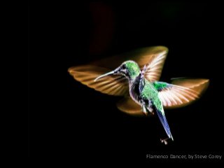 Flamenco Dancer, by Steve Corey
http://www.flickr.com/photos/22016744@N06/7952552148
 