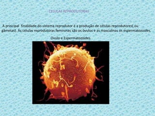 CELULAS REPRODUTORAS

A principal finalidade do sistema reprodutor é a produção de células reprodutores( ou
gâmetas). As células reprodutoras femininas são os óvulos e as masculinas os espermatozoides.
Ovulo e Espermatozoides

 