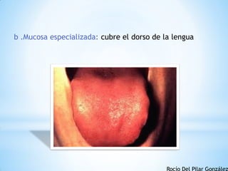 b .Mucosa especializada: cubre el dorso de la lengua
Rocío Del Pilar González
 
