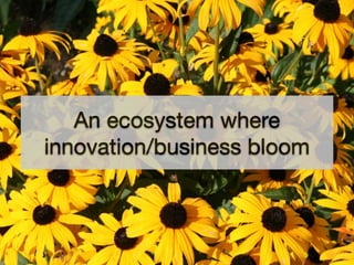 An ecosystem where
innovation/business bloom
 