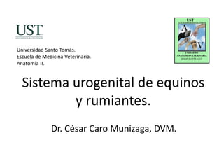 Sistema urogenital de equinos
y rumiantes.
Dr. César Caro Munizaga, DVM.
Universidad Santo Tomás.
Escuela de Medicina Veterinaria.
Anatomía II.
 