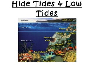 Hide Tides & Low Tides 