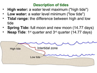 High water:  a water level maximum ("high tide")  Low water:  a water level minimum ("low tide")  Tidal range:  the difference between high and low tide Spring Tide:  full moon and new moon (14.77 days) Neap Tide : 1 st  quarter and 3 rd  quarter (14.77 days) Description of tides Intertidal zone High tide Low tide 
