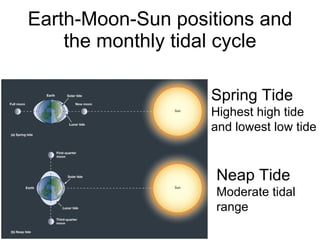 Earth-Moon-Sun positions and the monthly tidal cycle Spring Tide Highest high tide and lowest low tide Neap Tide Moderate tidal range 