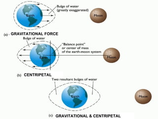 CENTRIPETAL GRAVITATIONAL FORCE GRAVITATIONAL & CENTRIPETAL 