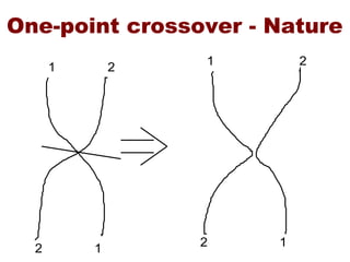 One-point crossover - Nature
1 2
12
1
2
2
1
 