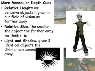 More Monocular Depth Cues
• Relative Height: we
perceive objects higher in
our field of vision as
farther away
• Relative Size: the smaller
the object the farther away
we think it is
• Light and Shadow: given 2
identical objects the
dimmer one seems farther
away
 