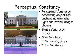 Perceptual Constancy
• Perceptual Constancy:
perceiving objects as
unchanging even when
light and retinal images
change
• Shape Constancy
• door
• Size Constancy
• Car carrying people
• Color Constancy
 