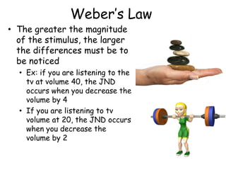 Weber’s Law
• The greater the magnitude
of the stimulus, the larger
the differences must be to
be noticed
• Ex: if you are listening to the
tv at volume 40, the JND
occurs when you decrease the
volume by 4
• If you are listening to tv
volume at 20, the JND occurs
when you decrease the
volume by 2
 
