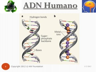 ADN Humano




6   Copyright 2012 © KW Foundation   1/2/2012
 