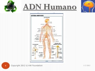 ADN Humano




8   Copyright 2012 © KW Foundation   1/2/2012
 