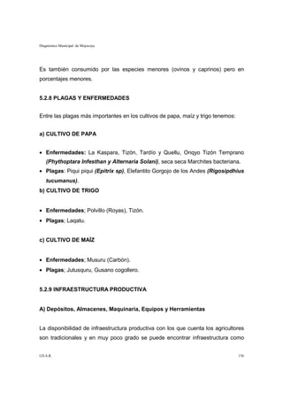 Diagnóstico Municipal de Mojocoya




Es también consumido por las especies menores (ovinos y caprinos) pero en
porcentajes menores.


5.2.8 PLAGAS Y ENFERMEDADES


Entre las plagas más importantes en los cultivos de papa, maíz y trigo tenemos:


a) CULTIVO DE PAPA


• Enfermedades: La Kaspara, Tizón, Tardío y Quellu, Onqyo Tizón Temprano
    (Phythoptara Infesthan y Alternaria Solani), seca seca Marchites bacteriana.
• Plagas: Piqui piqui (Epitrix sp), Elefantito Gorgojo de los Andes (Rigosipdhius
    tucumanus).
b) CULTIVO DE TRIGO


• Enfermedades; Polvillo (Royas), Tizón.
• Plagas; Laqatu.


c) CULTIVO DE MAÍZ


• Enfermedades; Musuru (Carbón).
• Plagas; Jutusquru, Gusano cogollero.


5.2.9 INFRAESTRUCTURA PRODUCTIVA


A) Depósitos, Almacenes, Maquinaria, Equipos y Herramientas


La disponibilidad de infraestructura productiva con los que cuenta los agricultores
son tradicionales y en muy poco grado se puede encontrar infraestructura como


I.D.A.R.                                                                          156
 