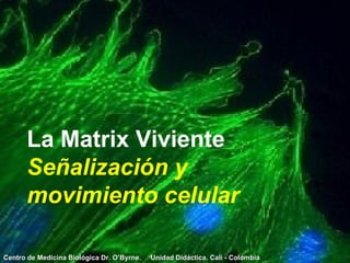 La Matrix Viviente Señalización y movimiento celular Centro de Medicina Biológica Dr. O’Byrne.  Unidad Didáctica. Cali - Colombia 
