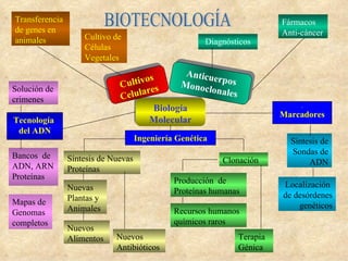 . Marcadores Ingeniería Genética Tecnología  del ADN Fármacos  Anti-cáncer Diagnósticos Cultivo de Células Vegetales Transferencia de genes en animales Síntesis de Sondas de ADN Localización  de desórdenes genéticos Clonación Solución de crimenes BIOTECNOLOGÍA Producción  de Proteínas humanas Terapia Génica Bancos  de ADN, ARN Proteínas Mapas de Genomas completos Biología Molecular Cultivos Celulares Anticuerpos Monoclonales Síntesis de Nuevas Proteínas Nuevos Antibióticos Nuevas Plantas y Animales Nuevos Alimentos Recursos humanos químicos raros  