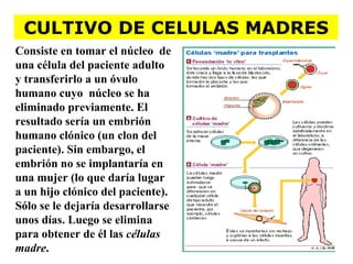 Consiste en tomar el núcleo  de una célula del paciente adulto y transferirlo a un óvulo humano cuyo  núcleo se ha eliminado previamente. El resultado sería un embrión humano clónico (un clon del paciente). Sin embargo, el embrión no se implantaría en una mujer (lo que daría lugar a un hijo clónico del paciente). Sólo se le dejaría desarrollarse unos días. Luego se elimina  para obtener de él las  células madre . CULTIVO DE CELULAS MADRES 
