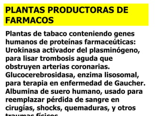 Plantas de tabaco conteniendo genes humanos de proteínas farmaceúticas: Urokinasa activador del plasminógeno, para lisar trombosis aguda que obstruyen arterias coronarias. Glucocerebrosidasa, enzima lisosomal, para terapia en enfermedad de Gaucher. Albumina de suero humano, usado para reemplazar pérdida de sangre en cirugías, shocks, quemaduras, y otros traumas físicos.   PLANTAS PRODUCTORAS DE FARMACOS 