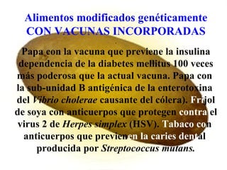 Alimentos modificados genéticamente CON VACUNAS INCORPORADAS . Papa con la vacuna que previene la insulina dependencia de la diabetes mellitus 100 veces más poderosa que la actual vacuna. Papa con  la sub-unidad B antigénica de la enterotoxina  del  Vibrio   cholerae  causante del cólera).  Fri jol de soya con anticuerpos que protegen  contra  el virus 2 de  Herpes   simplex  (HSV).  Tabaco co n  anticuerpos que previen en   la caries   dent al  producida por  Streptococcus   mutans. 
