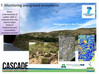Overgrazing in the Pissouri area
7. Monitoring overgrazed ecosystems
Better
understanding of
sudden shifts in
drylands that may
lead to major
losses in
biodiversity and
concomitant
ecosystem services
 