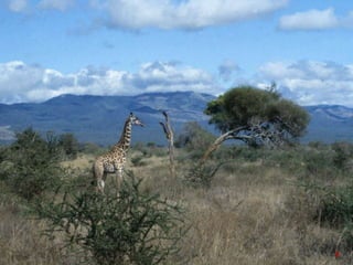 Giraffe
9
 