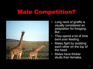 Male Competition?
• Long neck of giraffe is
usually considered an
adaptation for foraging.
But . . .
• They spend a lot of time
bent over feeding.
• Males fight by clubbing
each other on the top of
the head.
• Males have thicker
skulls than females.
10
 