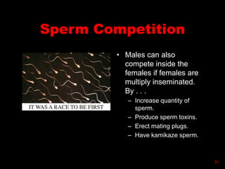 Sperm Competition
• Males can also
compete inside the
females if females are
multiply inseminated.
By . . .
– Increase quantity of
sperm.
– Produce sperm toxins.
– Erect mating plugs.
– Have kamikaze sperm.
11
 