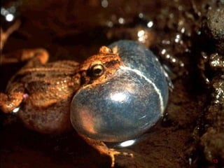 Calling tungara frog
13
 