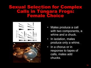 Sexual Selection for Complex
Calls in Túngara Frogs:
Female Choice
• Males produce a call
with two components, a
whine and a chuck.
• In isolation, males
produce only a whine.
• In a chorus or in
response to tapes of
calls, males add
chucks.
14
 