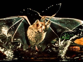 Frog-Eating Bat
17
 