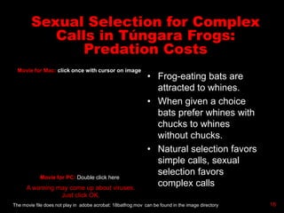 Sexual Selection for Complex
Calls in Túngara Frogs:
Predation Costs
• Frog-eating bats are
attracted to whines.
• When given a choice
bats prefer whines with
chucks to whines
without chucks.
• Natural selection favors
simple calls, sexual
selection favors
complex calls
18
Movie for PC: Double click here
Movie for Mac: click once with cursor on image
The movie file does not play in adobe acrobat: 18batfrog.mov can be found in the image directory
A warning may come up about viruses.
Just click OK.
QuickTime™ and a
Sorenson Video decompressor
are needed to see this picture.
 