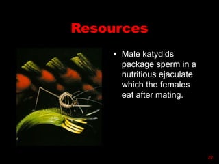 Resources
• Male katydids
package sperm in a
nutritious ejaculate
which the females
eat after mating.
22
 