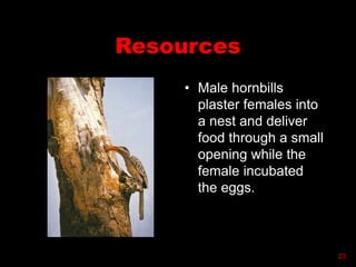 Resources
• Male hornbills
plaster females into
a nest and deliver
food through a small
opening while the
female incubated
the eggs.
23
 