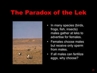 The Paradox of the Lek
• In many species (birds,
frogs, fish, insects)
males gather at leks to
advertise for females.
• Females choose males
but receive only sperm
from males.
• If all males can fertilize
eggs, why choose?
29
 