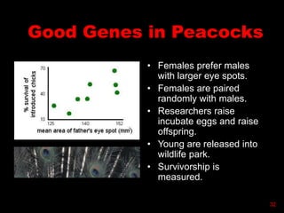 Good Genes in Peacocks
• Females prefer males
with larger eye spots.
• Females are paired
randomly with males.
• Researchers raise
incubate eggs and raise
offspring.
• Young are released into
wildlife park.
• Survivorship is
measured.
32
 