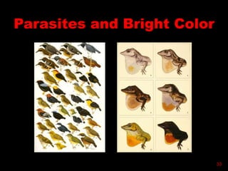 Parasites and Bright Color
33
 