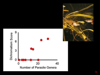 Dichromatism Score
34
 