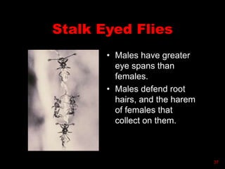 Stalk Eyed Flies
• Males have greater
eye spans than
females.
• Males defend root
hairs, and the harem
of females that
collect on them.
37
 