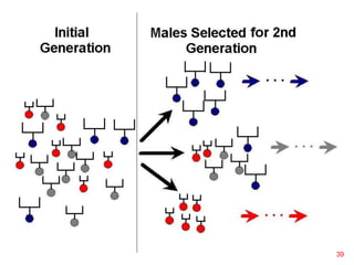 Initial Generation/Males Selected
2nd Generation
39
 