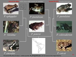 Tungara frogs
P. caicai
P. coloradorum
P. enesefae
P. ephippifer
P. petersi
P. pustulatus
P. ‘roraima’
P. pustulosus
45
Sound for PC: Double click here
Sound for Mac: click once with cursor on speaker
The sound file does not play in adobe acrobat: 45_2frogcalls.wav can be found in the image directory
 