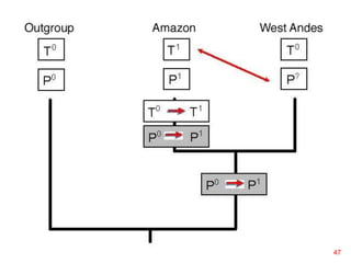 Outgroup/Amazon/West Andes
47
 
