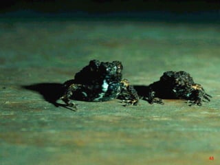 Physalaemus coloradorum
1. This is Physalaemus coloradorum. The live on the western side of the Andes near
Quito Ecuador. Their males don’t make chucks.
48
 