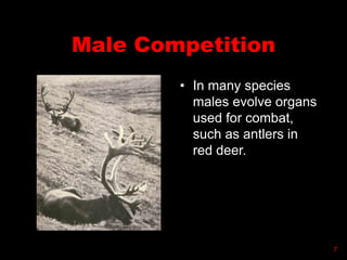 Male Competition
• In many species
males evolve organs
used for combat,
such as antlers in
red deer.
7
 