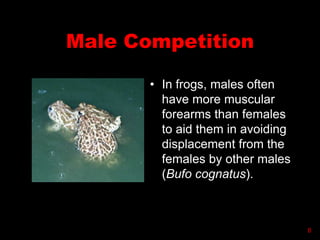 Male Competition
• In frogs, males often
have more muscular
forearms than females
to aid them in avoiding
displacement from the
females by other males
(Bufo cognatus).
8
 