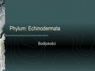 Phylum: Echinodermata Bodljokošci  